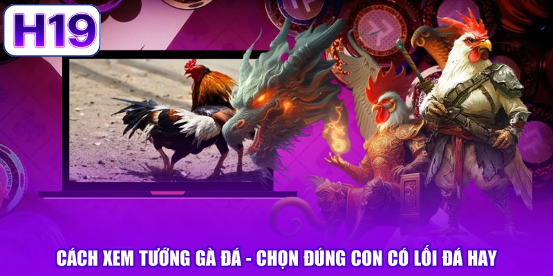 Cách Xem Tướng Gà Đá - Chọn Đúng Con Có Lối Đá Hay